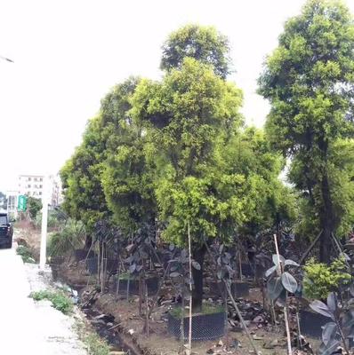 廣州市鑫善園林綠化工程施工 以細節成就卓越，用影像記錄匠心